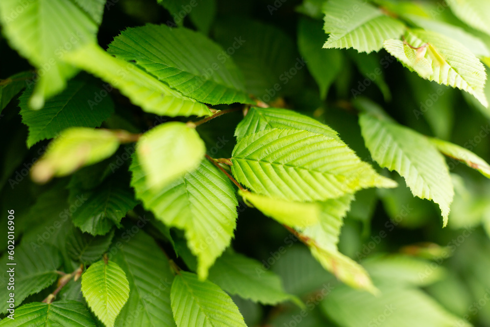 Green leaf texture, nature backgound illustration concept Green leaf texture, nature backgound illustration concept