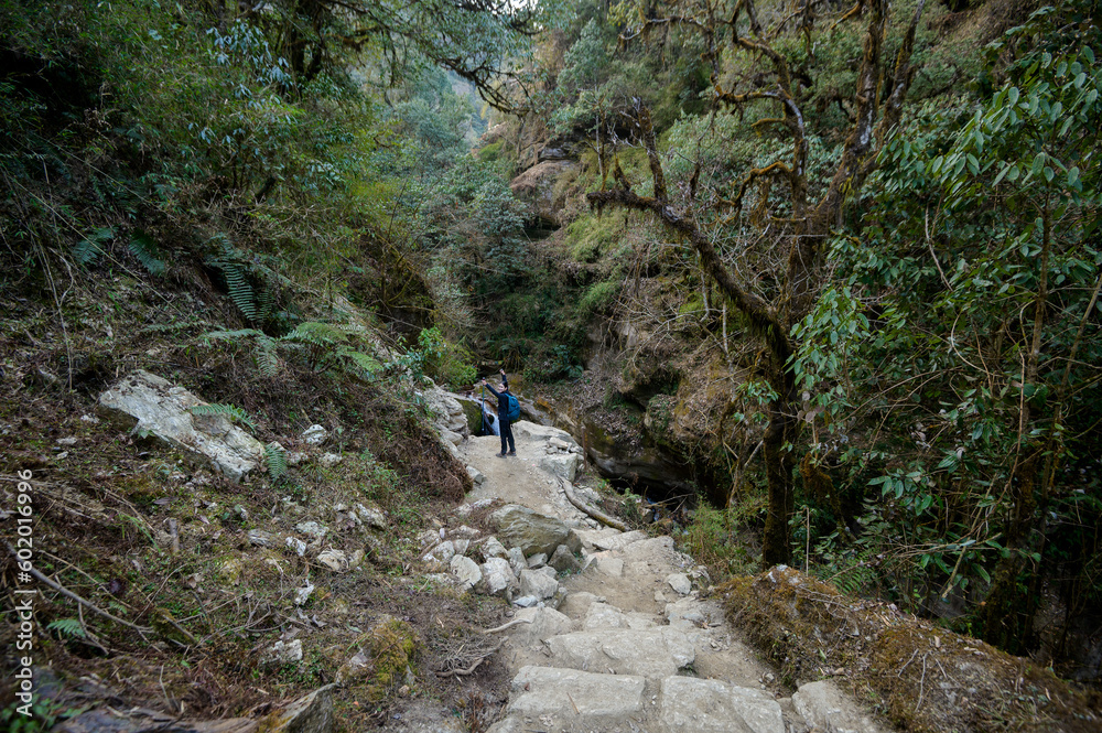 A young traveller trekking on forest trail , Nepal