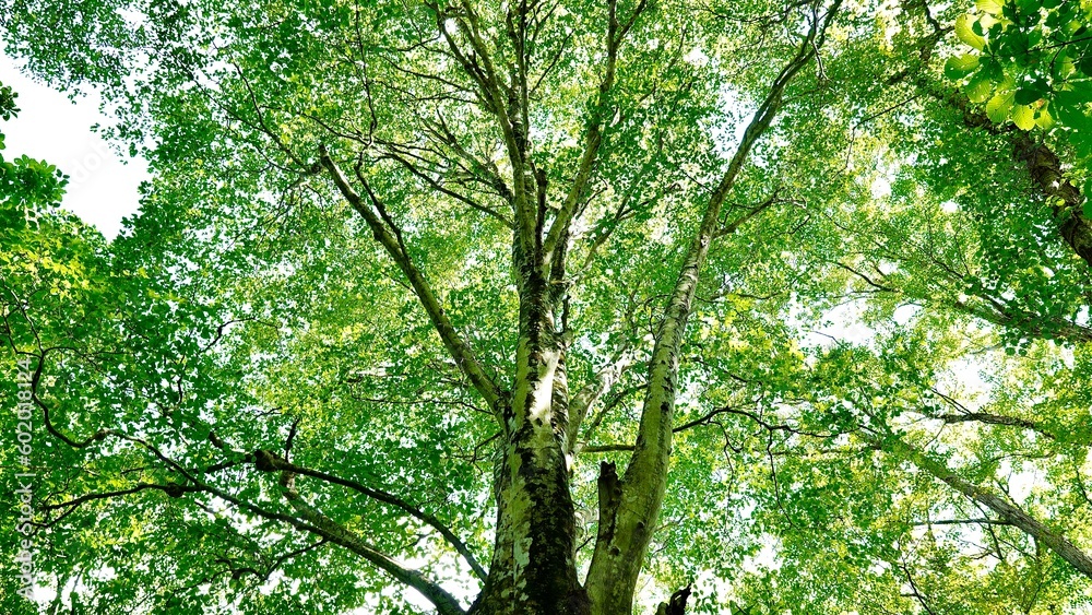 新緑の白神山地の森林の風景