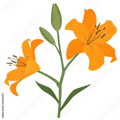 Isolated orange lilies, in a cut paper style with textures
