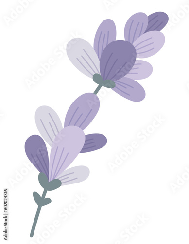 Vector fragrant isolated sprig of lavender with petals and leaves in flat style.