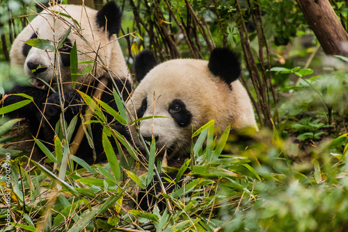 Fototapeta Naklejka Na Ścianę i Meble -  Giant Panda (Ailuropoda melanoleuca) at the Giant Panda Breeding Research Base in Chengdu, China