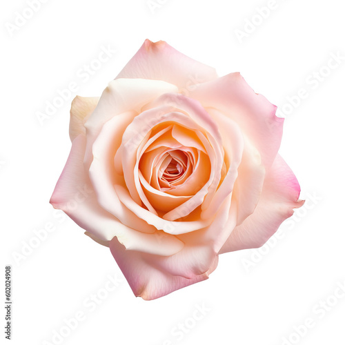 Isolated delicate pink rose , isolated on transparent background cutout, Generative AI