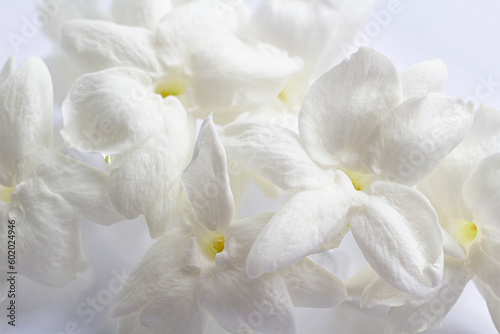 White mogra or arabian jasmine or Jasminum sambac flower Buds.. photo