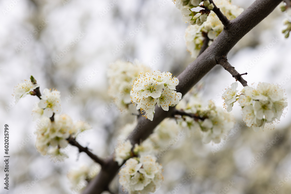 Branches of a blossoming apple tree on plantations in Puch bei Weiz in Austria's Styria Branches of a blossoming apple tree on plantations in Puch bei Weiz in Austria's Styria