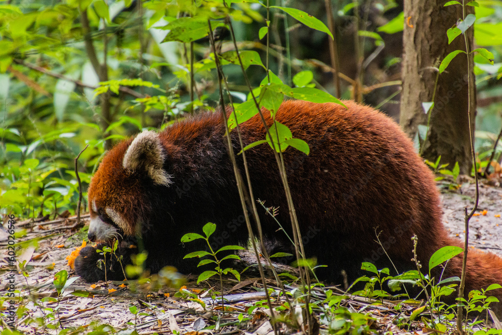 Red panda (Ailurus fulgens) at the Giant Panda Breeding Research Base ...