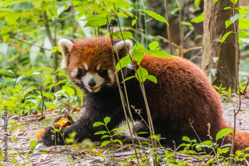 Red panda (Ailurus fulgens) at the Giant Panda Breeding Research Base ...
