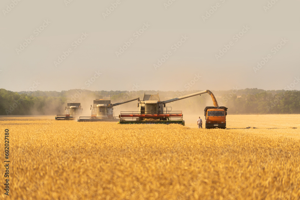 Fototapeta premium Combine harvester harvests wheat
