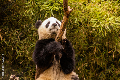 Giant Panda (Ailuropoda melanoleuca) climbing a tree at the Giant Panda Breeding Research Base in Chengdu, China © Matyas Rehak