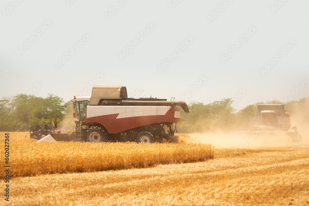Naklejka premium Combine harvester harvests wheat