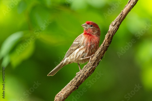 House Finch