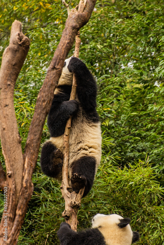 Two Giant Pandas (Ailuropoda melanoleuca) playing together at the Giant Panda Breeding Research Base in Chengdu, China Two Giant Pandas (Ailuropoda melanoleuca) playing together at the Giant Panda Breeding Research Base in Chengdu, China