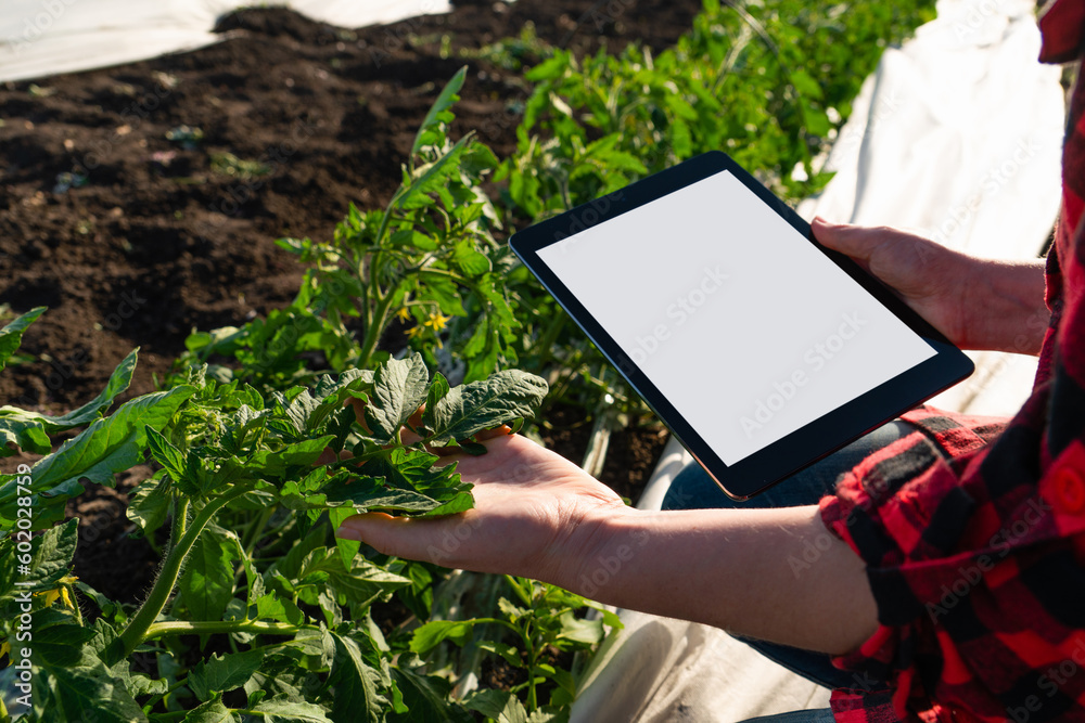 A woman farmer with digital tablet on a tomato field. Smart farming and digital transformation in agriculture. A woman farmer with digital tablet on a tomato field. Smart farming and digital transformation in agriculture.