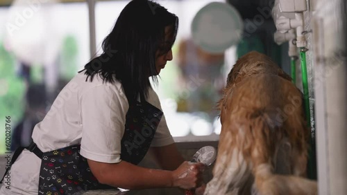 Candid Pet Shop employee washing Dog with shower head at local business store. job occupation photo