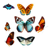 collection of butterflies on a transparent background (PNG). AI generator