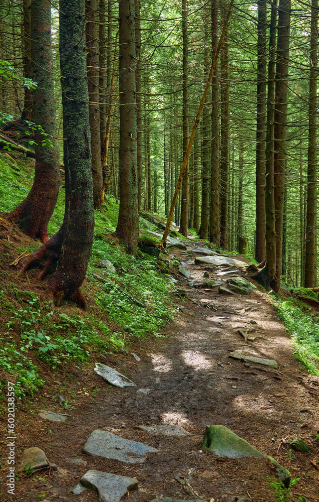 Trail in a dark pine forest on the slopes of the mountain. Carpathians, Ukraine, Europe. Beauty world.