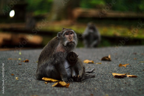 Fotografija macaque sitting with youngling , tropical forest