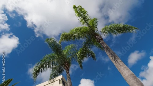 Rotating low angle shot of two palm trees against blue sky