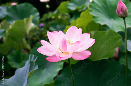 Lotus in Kyoto