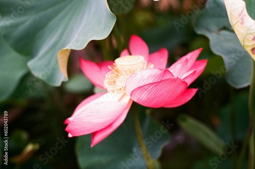 Lotus in Kyoto