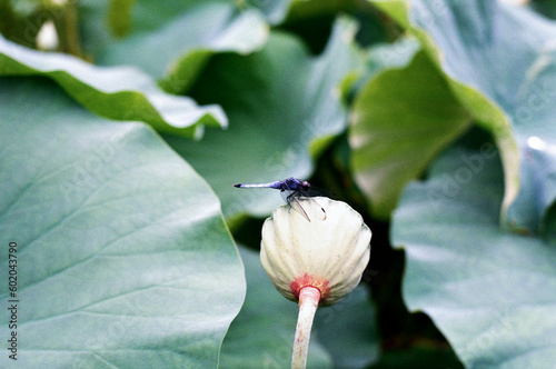 Dragonfly on lotus pod in Kyoto