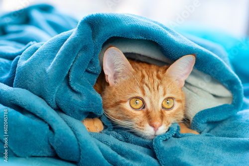 Obraz na plátně Cute young ginger tabby cat lying on sofa and peeking out from under rug, funny