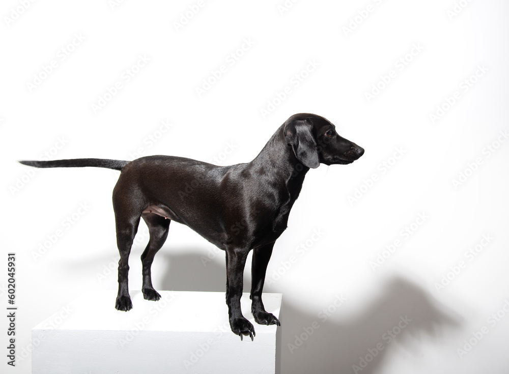 Small black short-haired dog posing over white background. Adorable pet's indoor portrait Small black short-haired dog posing over white background. Adorable pet's indoor portrait