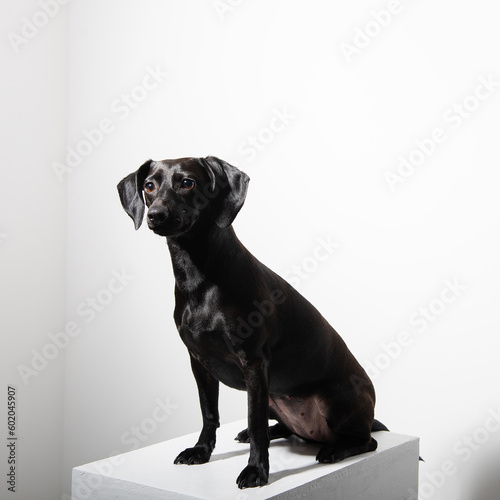 Fototapeta Naklejka Na Ścianę i Meble -  Small black short-haired dog posing over white background. Adorable pet's indoor portrait