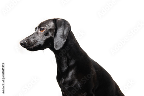 Small black dog posing over white background. Adorable pet's indoor portrait © Khorzhevska