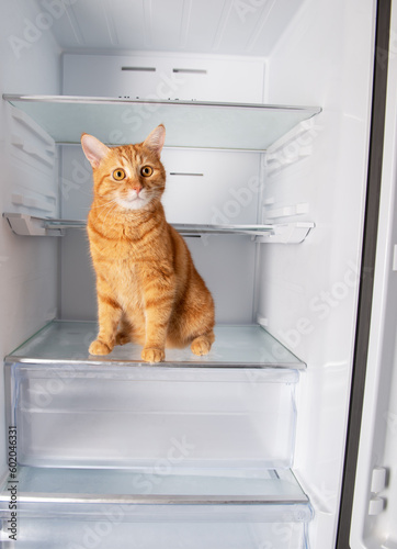 Cute ginger cat inside open empty refrigerator at home
