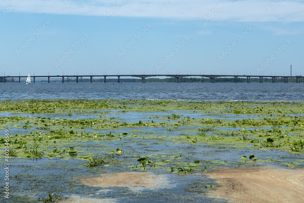 River Dnipro with water pollution, duckweed and water lilies, environmental problem