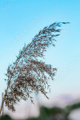 Fototapeta Naklejka Na Ścianę i Meble -  trawa ozdobna 