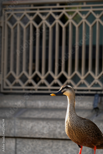 都会のカルガモ　spot-billed duck　Canard à bec tacheté photo