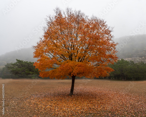 A single lone bigtooth maple tree in full fall colors standing in a field with red leaves on the ground, Lost Maple Natural Area, Texas