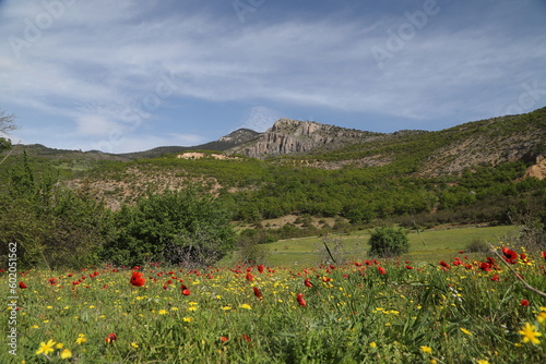 beautiful poppy flower field .village and mountains in the background.ardanuç .artvin.turkey
