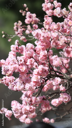 pink flowers, bloosom photo