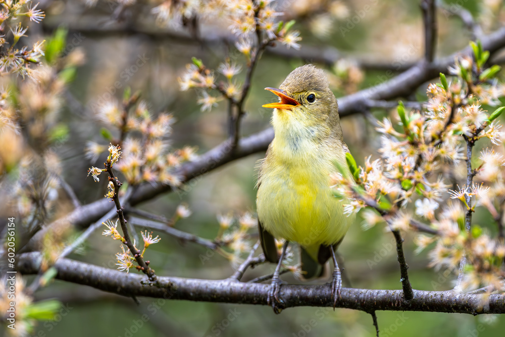 Obraz premium Singing bird on a branch. Icterine warbler, Hippolais icterina.