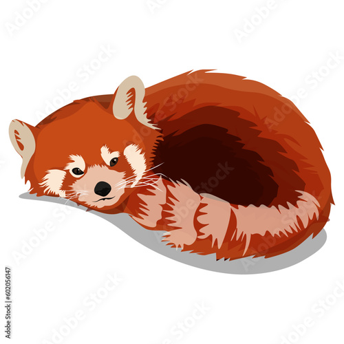 vector illustration of red panda for your artwork.