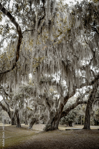 trees in the park