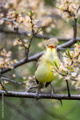 Fototapeta Naklejka Na Ścianę i Meble -  Singing bird on a branch. Icterine warbler, Hippolais icterina.