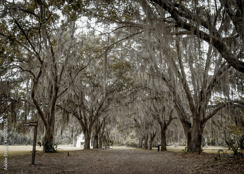 trees in the park