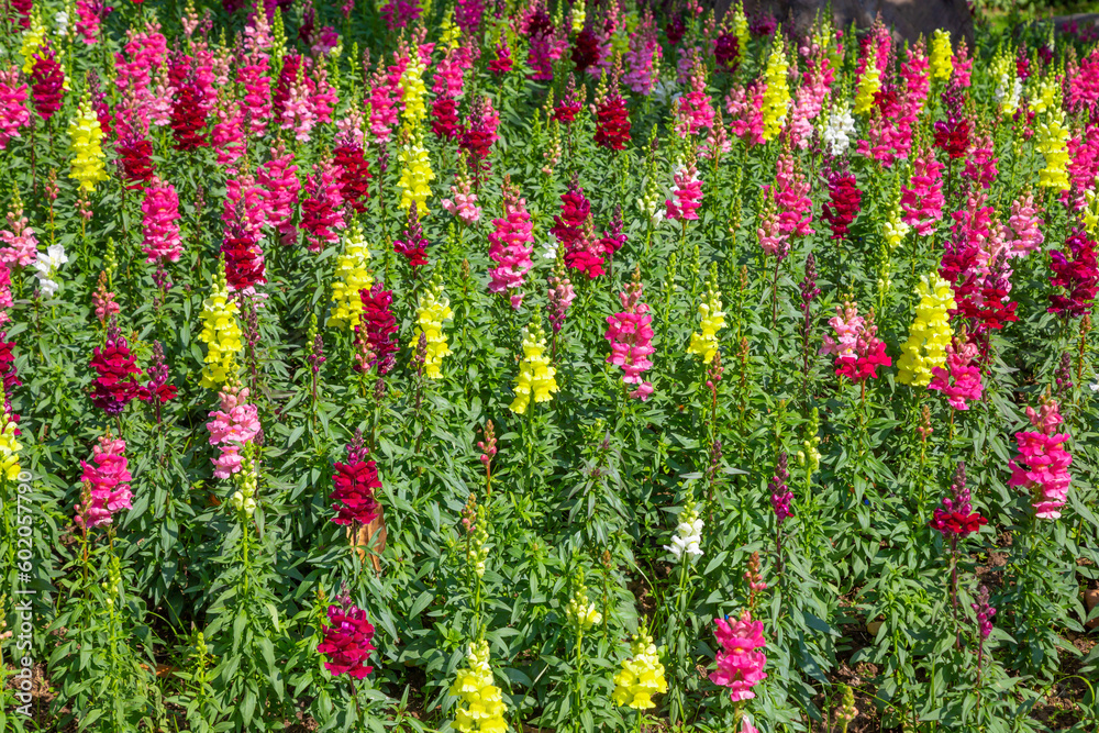 The Colorful snapdragon flowers in a garden.