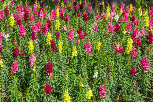 Foto The Colorful snapdragon flowers in a garden.