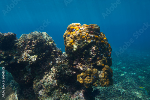 Fototapeta Naklejka Na Ścianę i Meble -  coral reef in the sea