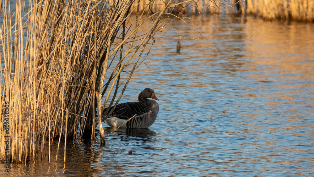 Greylag goose guarding her nest Greylag goose guarding her nest