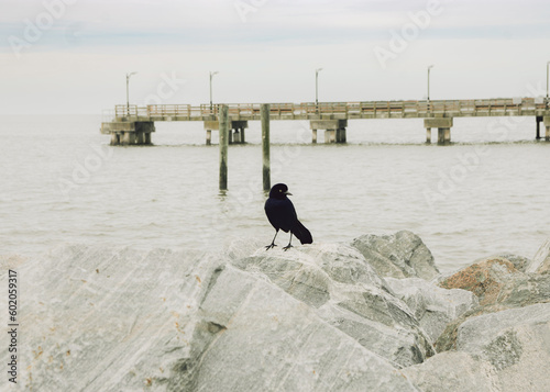 bird and the pier