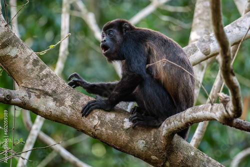Photography Mantled Howler Monkey - Alouatta palliata, beautiful noisy primate from Latin America forests and woodlands, Gamboa, Panama