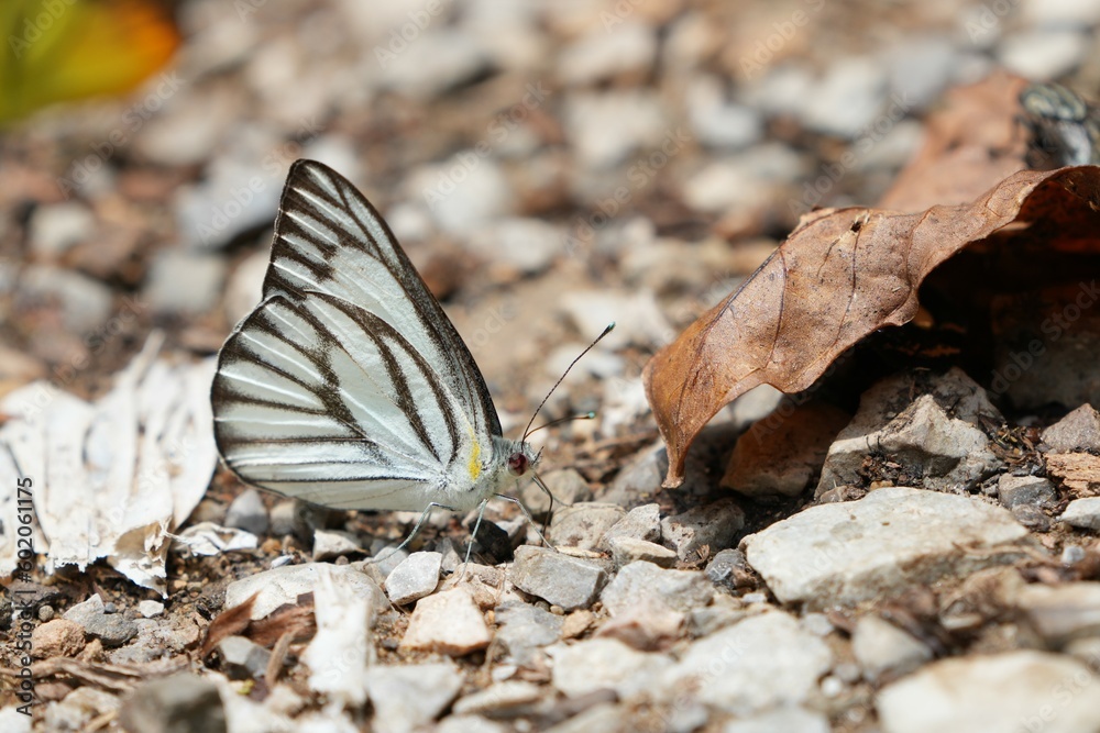 Obraz premium Wild butterflies at Kaeng Krachan National Park Phetchaburi Province, Thailand, taken on 3 May 2023.