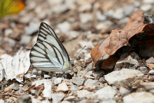 Wild butterflies at Kaeng Krachan National Park Phetchaburi Province, Thailand, taken on 3 May 2023.