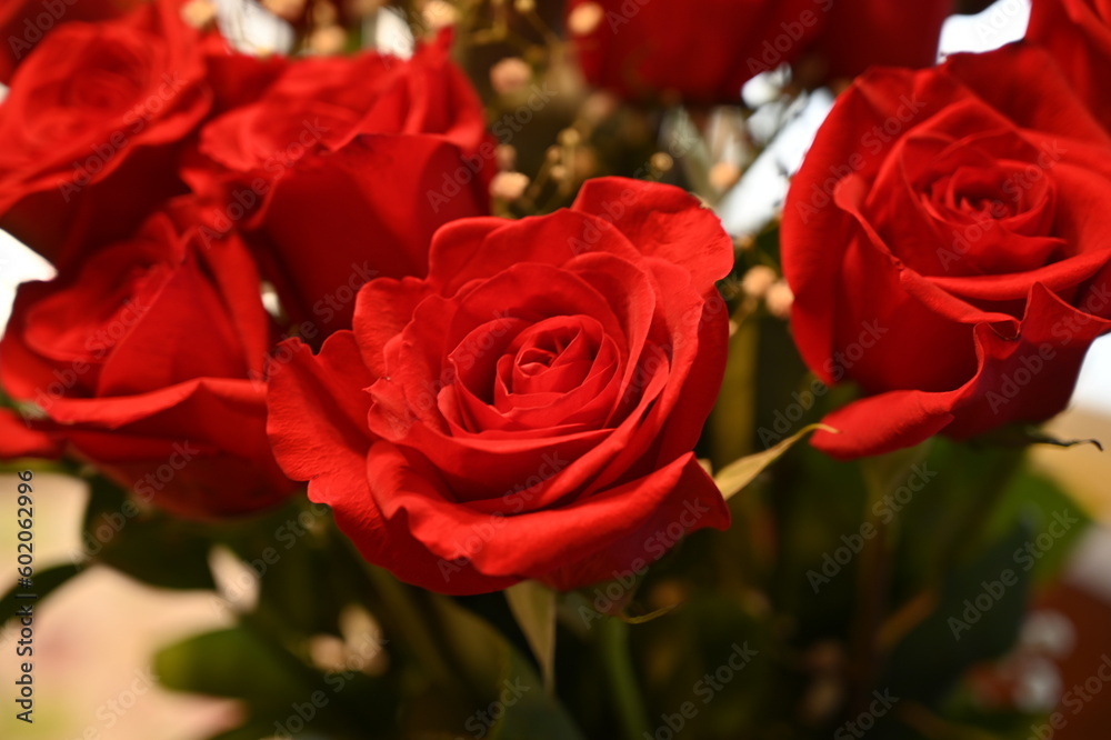 Close up of Roses Close up of Roses
